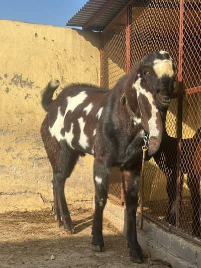 Beetal Bakra for sale   WhatsApp number 03253897973