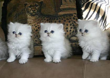 Persian kittens 03111968618