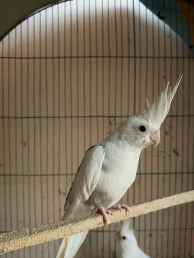 Cockatiel for urgent sale but no low-balling.