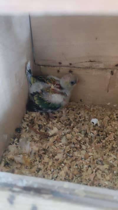Red Opaline Rump chick for hand tame