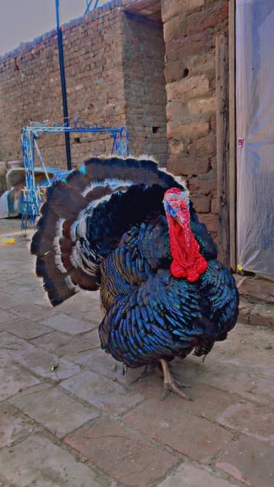 Turky male full healdy and active