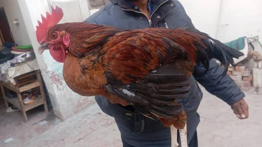 eggs laying murgiyan for sale  only 2000 per piece