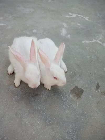 white rabite