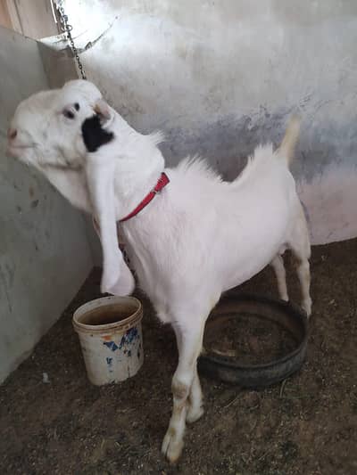 TOP Quality Ghulabi Breeder Healthy and ACTIVE