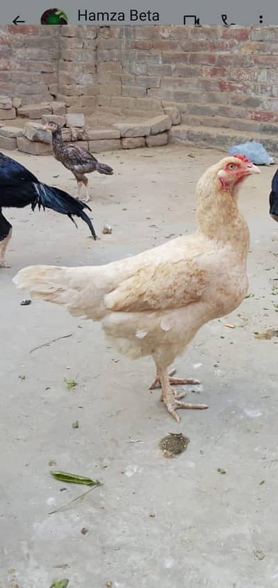 aseel murga or Murgia for sale