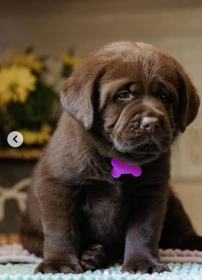 Labrador puppies 03111968618