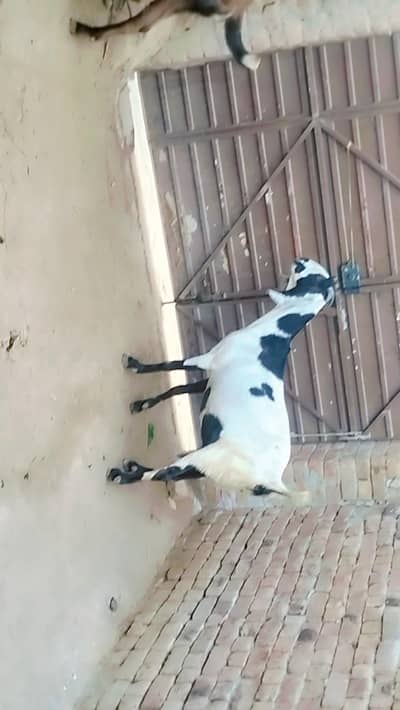 piuer dasi Bakrai 4 month gubian