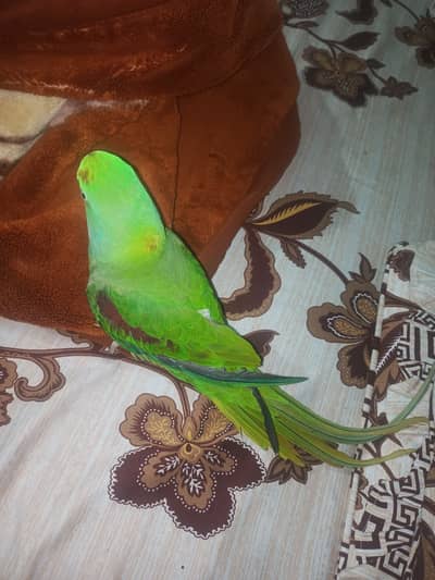 Phari Parrot