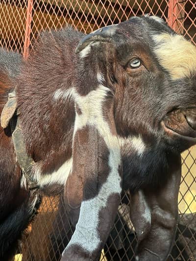 Beetal Bakra  urgent for sale ,03253897973