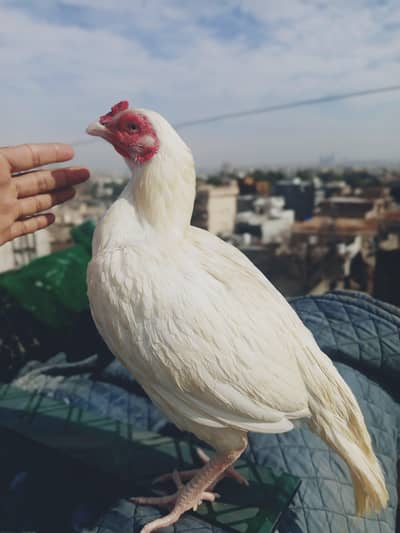 pure white aseel hen and white chicks phata phati