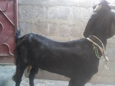 Desi bakri 2 daant ki h