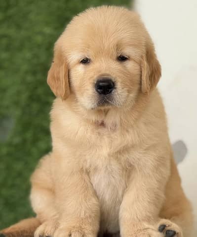 Golden retriever puppies 03425137217
