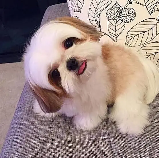 Shitzu puppies available