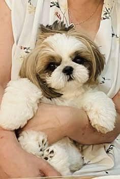 Shitzu puppies available