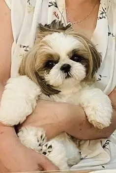 Shitzu puppies available — photo 2