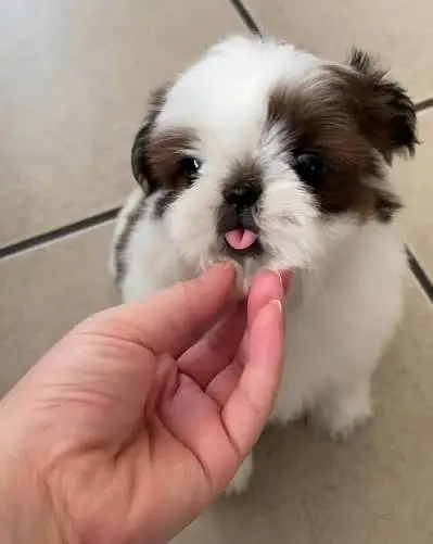 Shitzu puppies available — photo 3