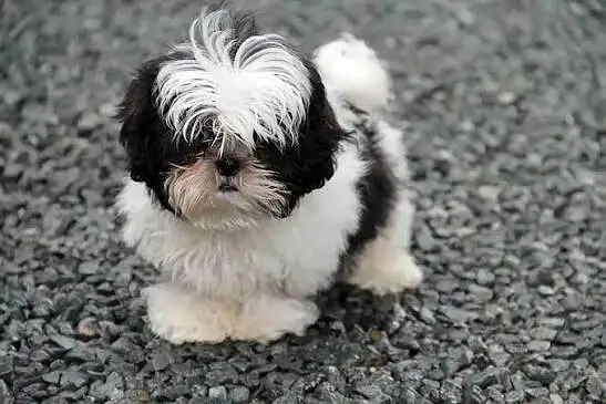 Shitzu puppies available — photo 4