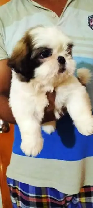 Shitzu puppies available — photo 5