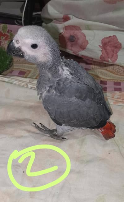 Gray Parrot 2 Chicks Available