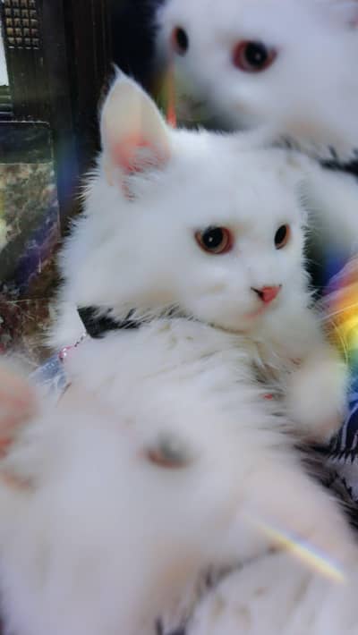 Persian cat for sale  Rs. 16,000