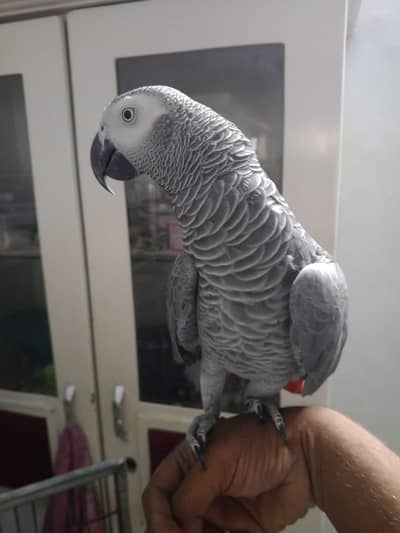 Hand Tame talking play ful parot Hand TALKING  play for parrot  165000