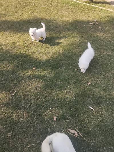 russian puppies for aale