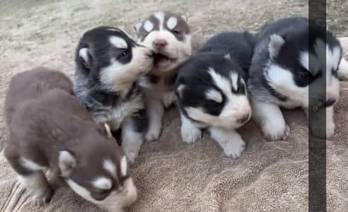 Siberian Husky dog puppies for sale