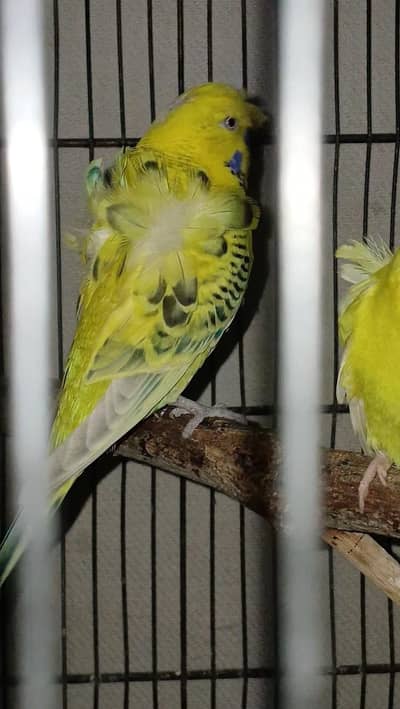 Tcb hogoromo male x lutino red eye female