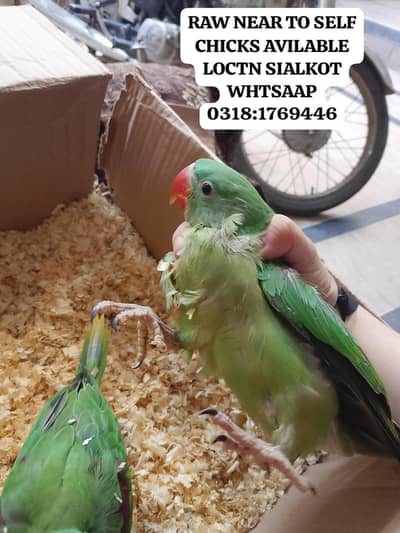 RAW CHICKS AVILABLE NEAR TO SELF