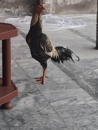 aseel murgha for sale