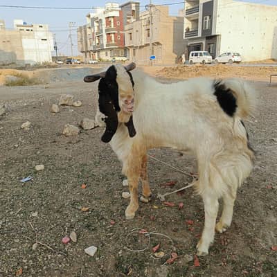 bakra andoo