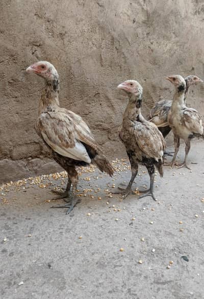 Aseel pathiyan pathy