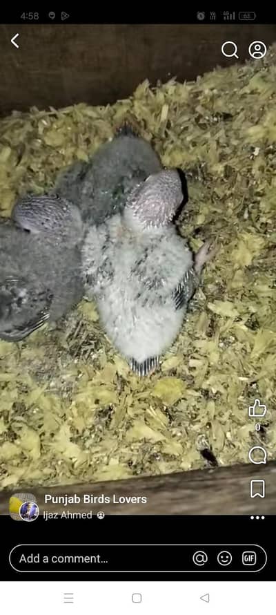 pineapple Conor chicks available