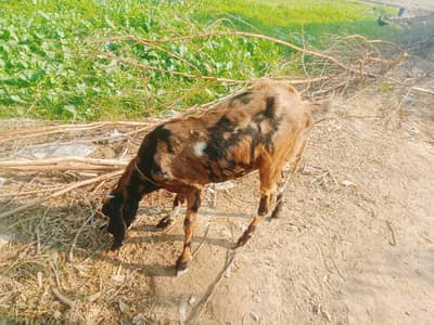 گھریلو پالتو خوبصورت بکریاں