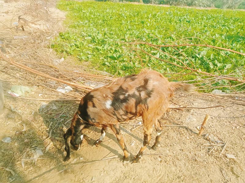 گھریلو پالتو خوبصورت بکریاں 1