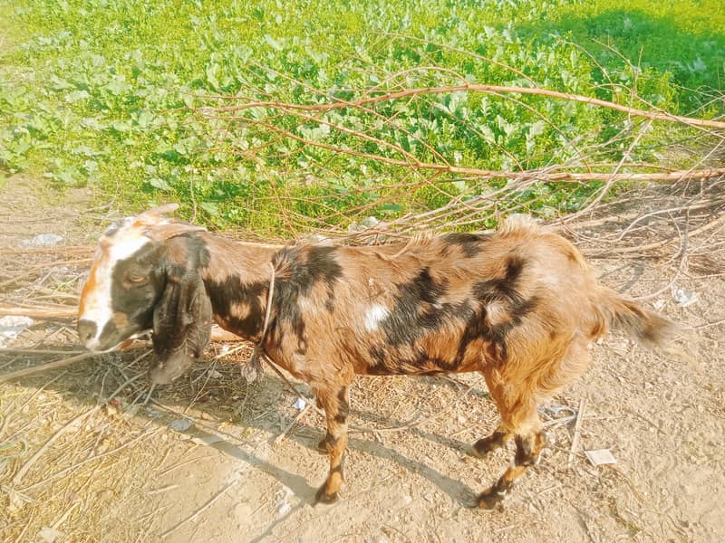 گھریلو پالتو خوبصورت بکریاں 2