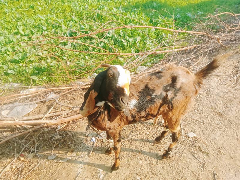 گھریلو پالتو خوبصورت بکریاں 3