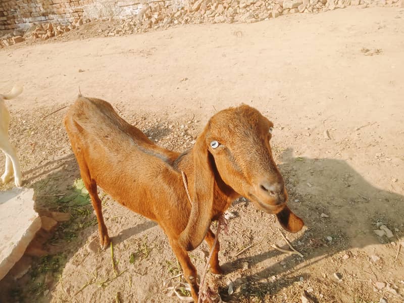 گھریلو پالتو خوبصورت بکریاں 4