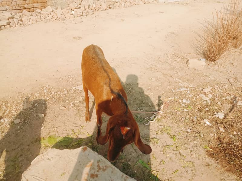 گھریلو پالتو خوبصورت بکریاں 5