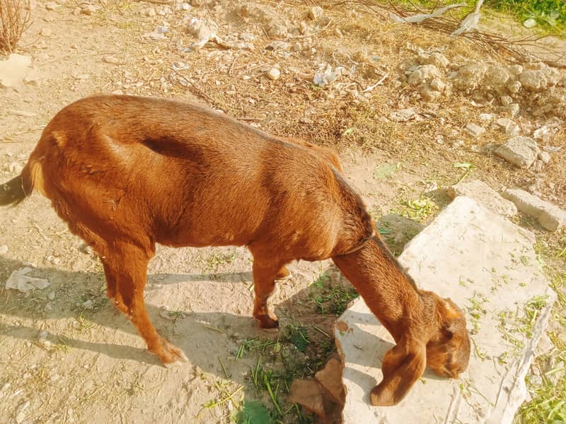 گھریلو پالتو خوبصورت بکریاں 6