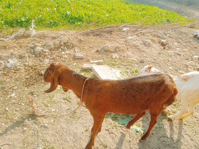 گھریلو پالتو خوبصورت بکریاں 7