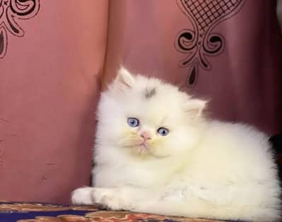 Persian cat for sale my WhatsApp number  0324-12-95-120
