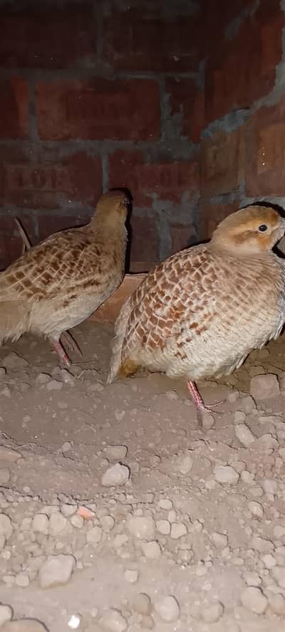 Irani teeter first time breed