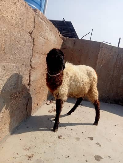 3 30 mahine ka dumba hi pura bahi bilkul okay hi