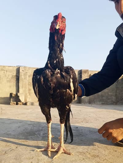 cheena Aseel Murga Mianwali