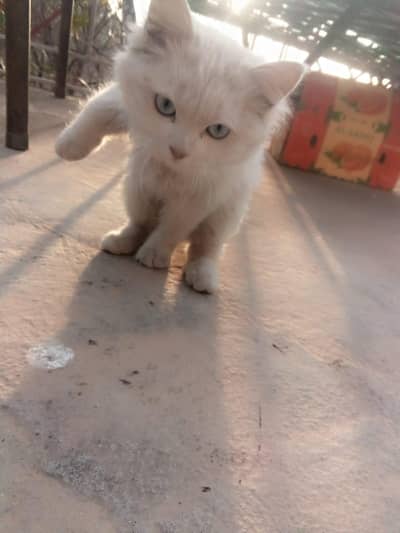 female cate white double coat
