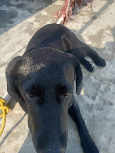 black Labrador Black Male