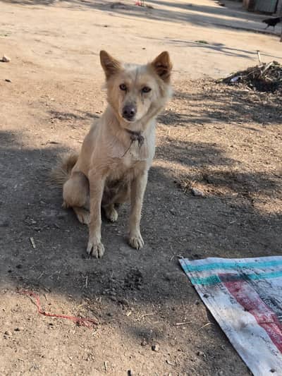 pista female dog hai