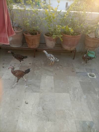 aseeel female murgiyan for sale