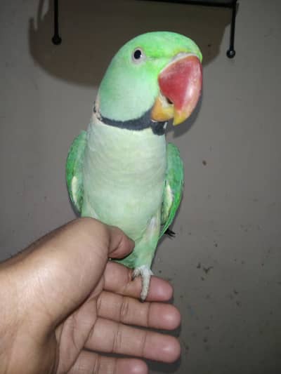 Raw parrot Hand tame